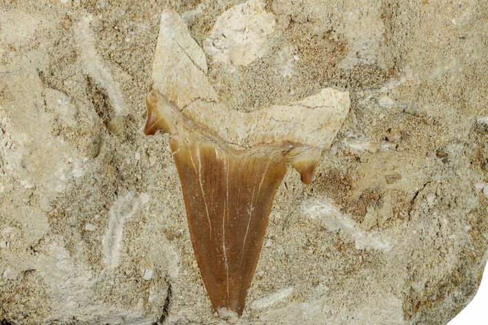 Otodus Shark Tooth Fossil in Rock - Morocco #257660